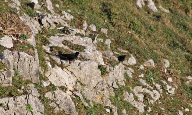 176 chough