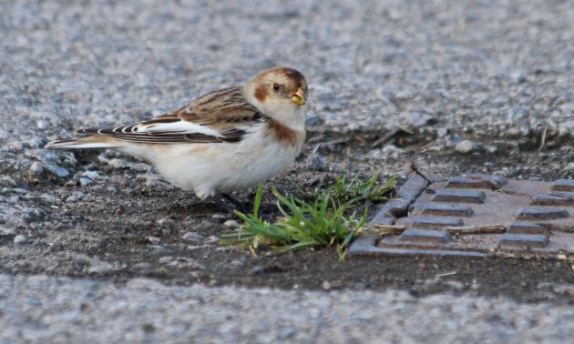 178 snow bunting