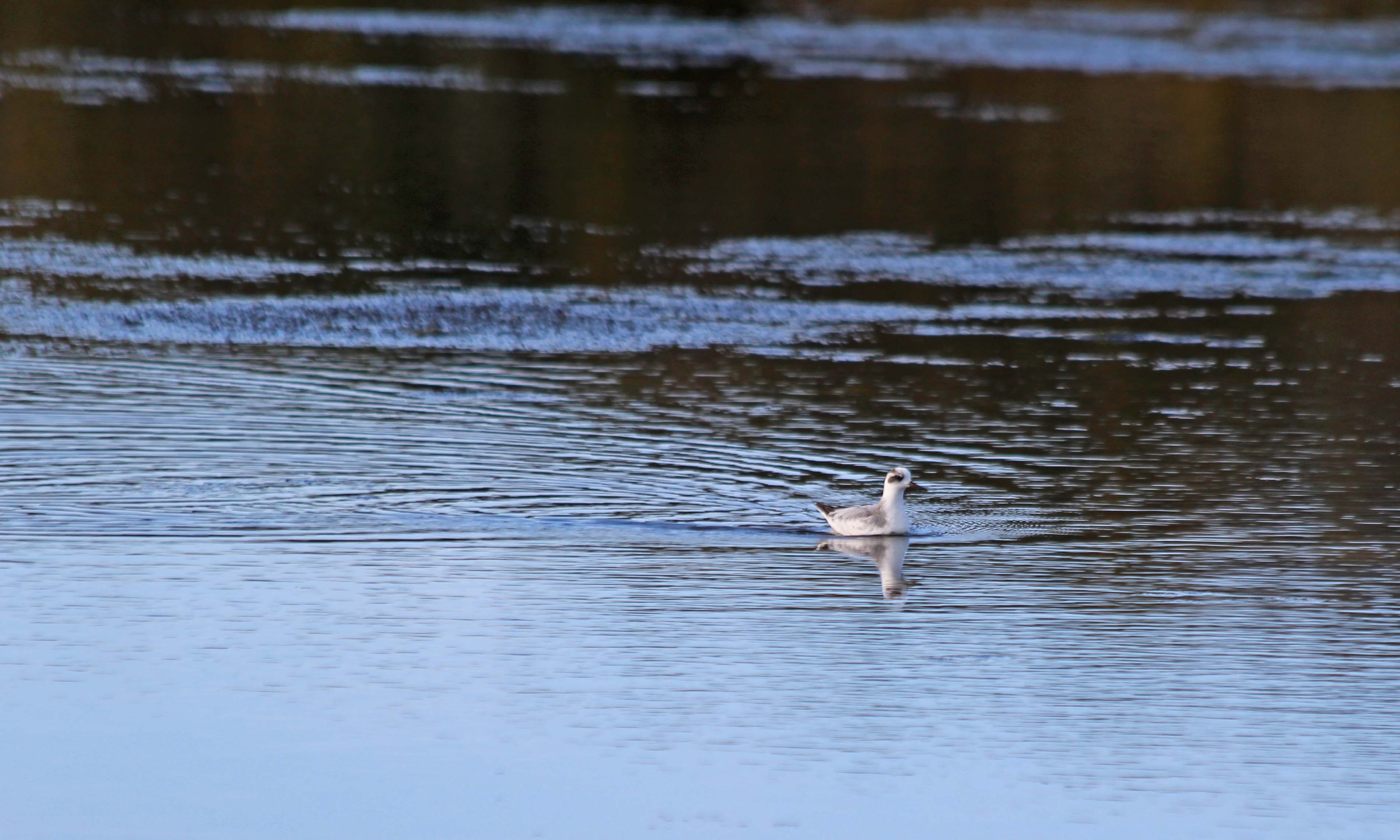 191103 grey phalarope (1)