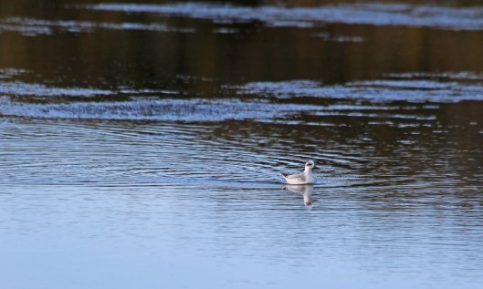 191103 grey phalarope (1)