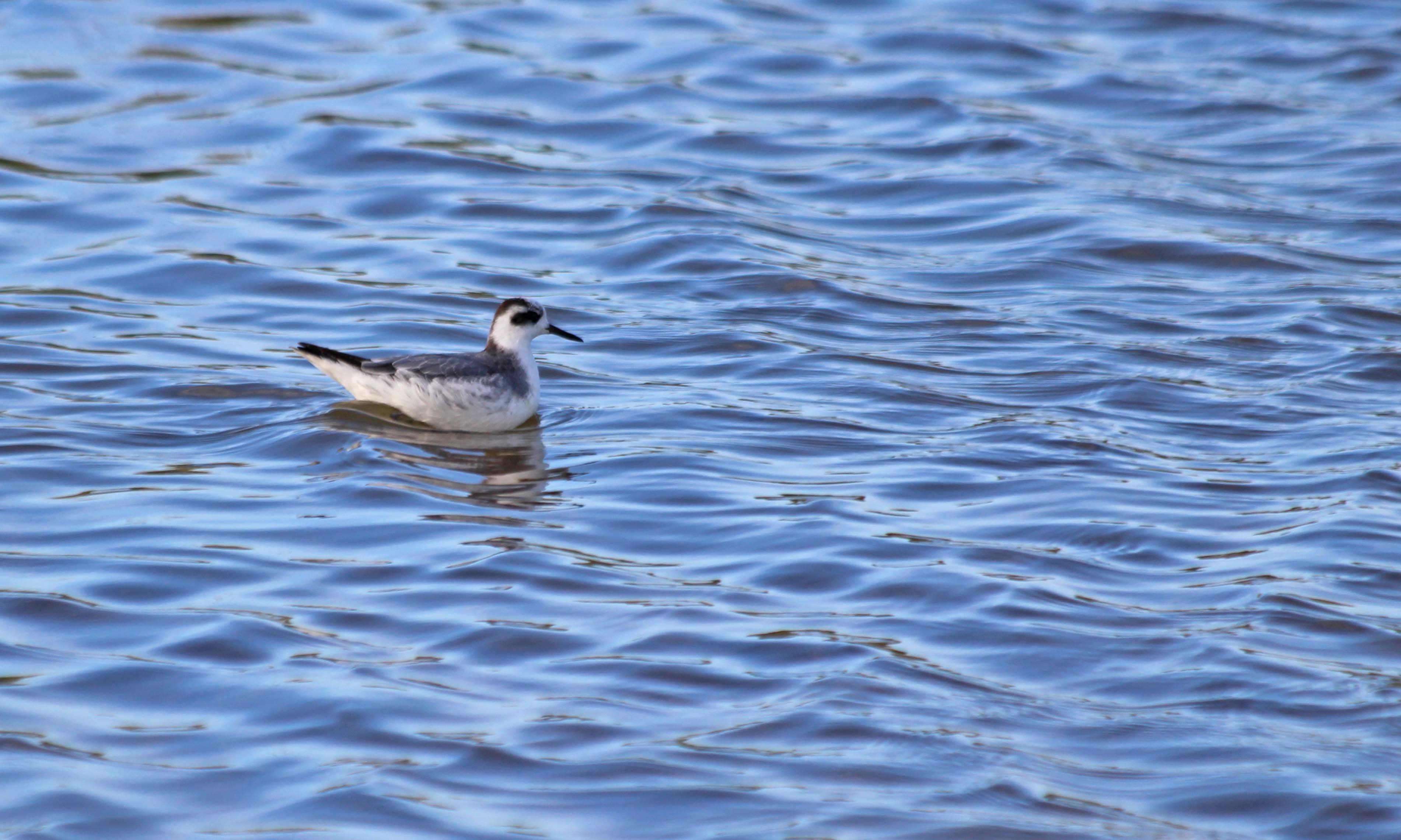 191103 grey phalarope (3)