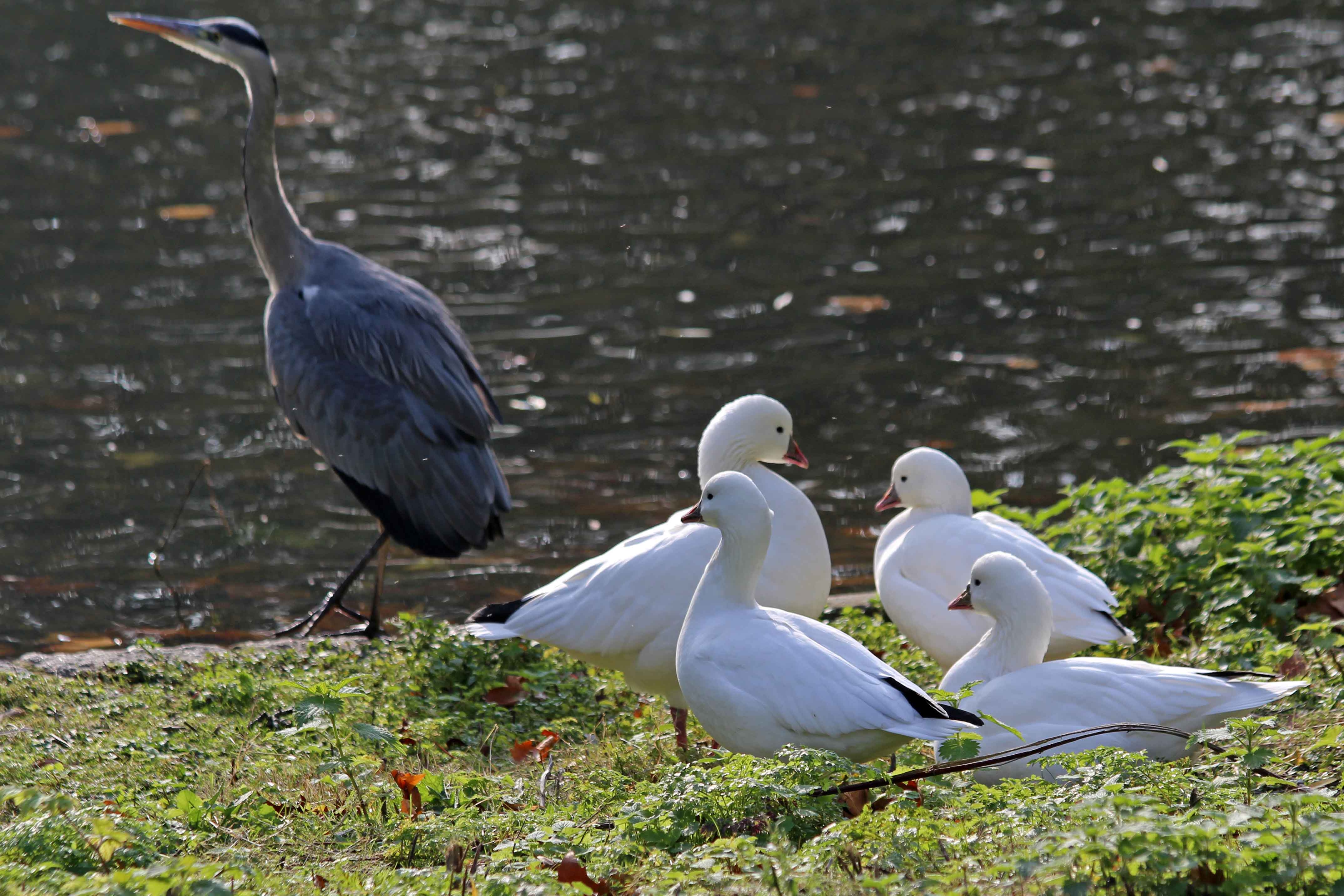 191104 heron white ducks