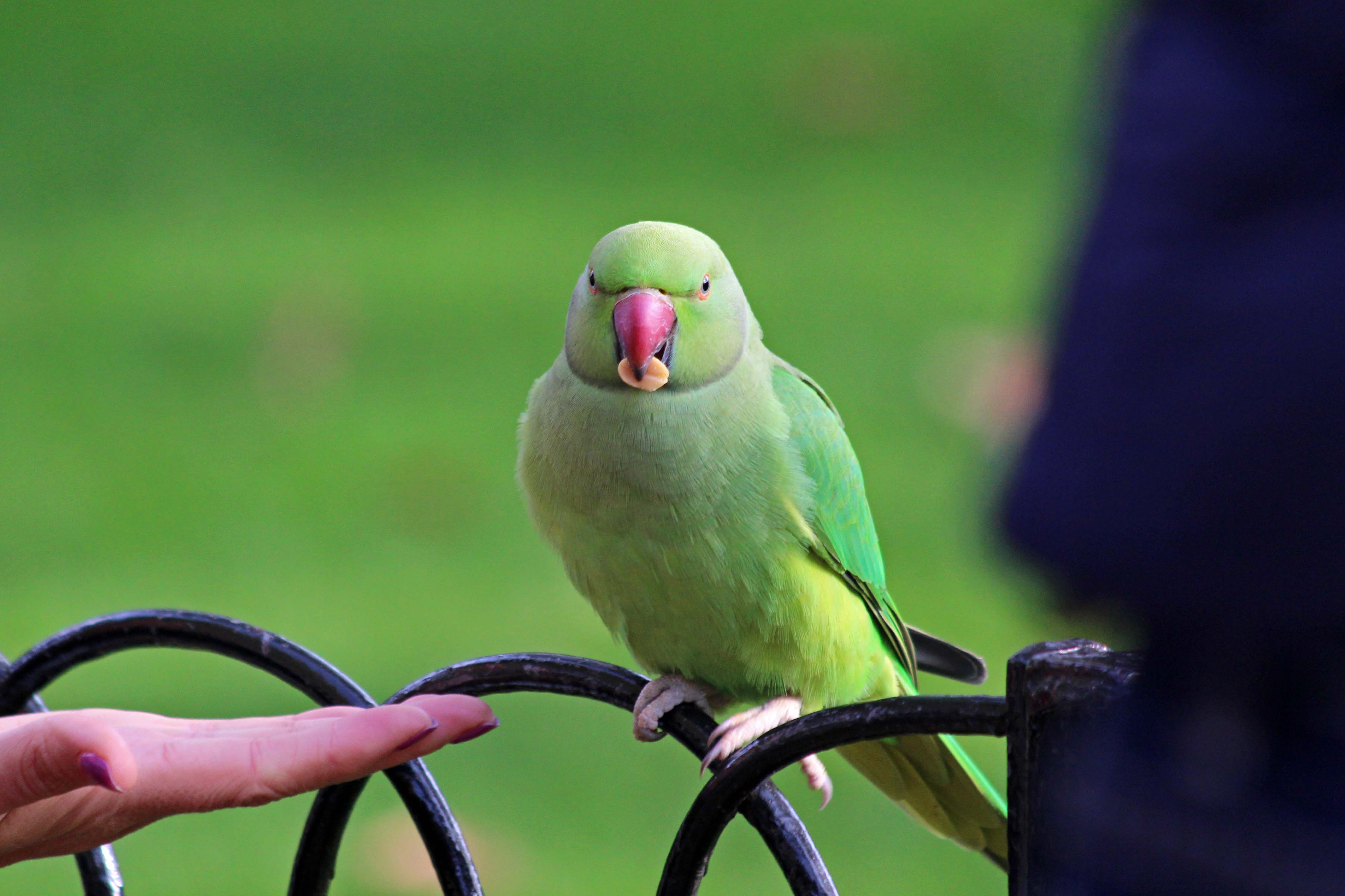 191104 ring-necked parakeet