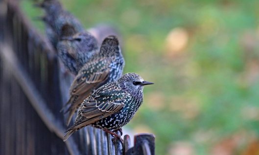 191105 starlings (1)