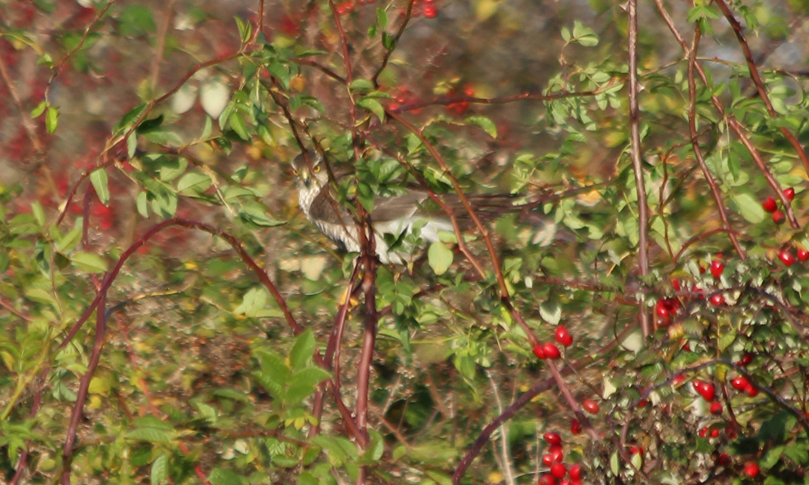 191111 sparrowhawk (1)