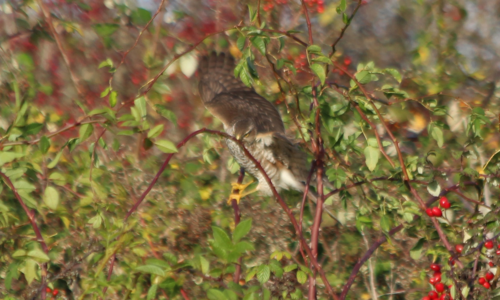 191111 sparrowhawk (4)