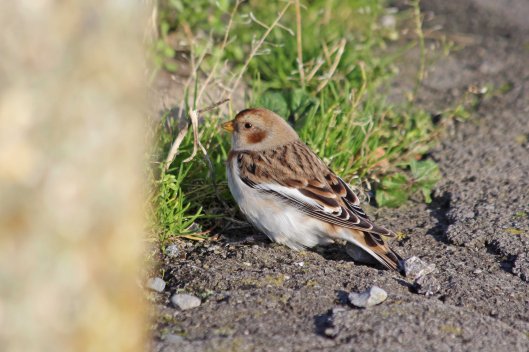 191112 snow bunting (2)