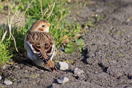 191112 snow bunting (3)