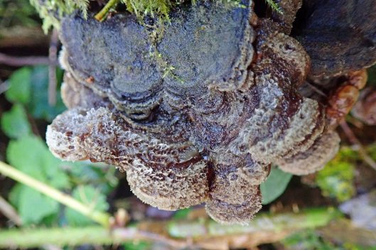 191118 tripe fungus (2)