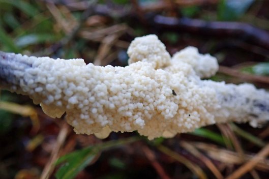191125 slime mould (1)