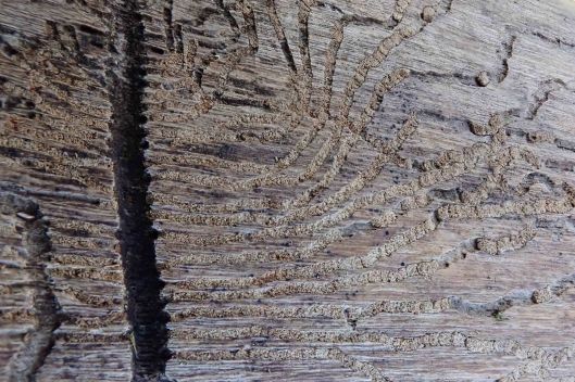 191203 beetle tracks (1)