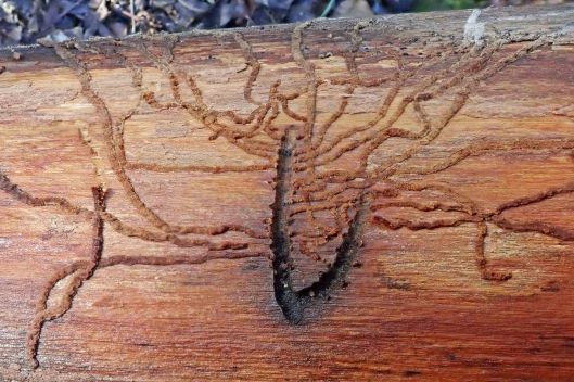 191203 beetle tracks (3)