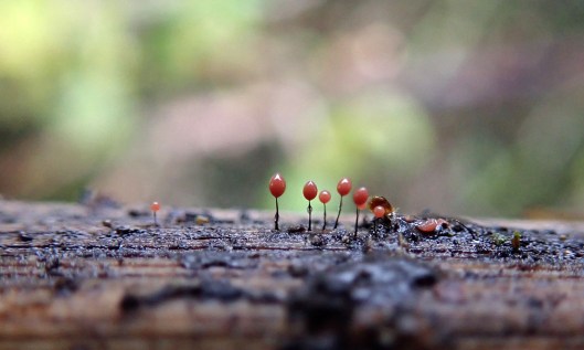 191204 comatricha nigra (1)