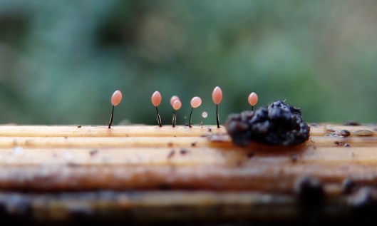 191204 comatricha nigra (3)