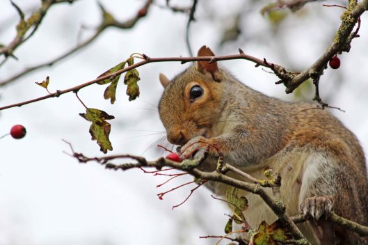 191205 grey squirrel (1)