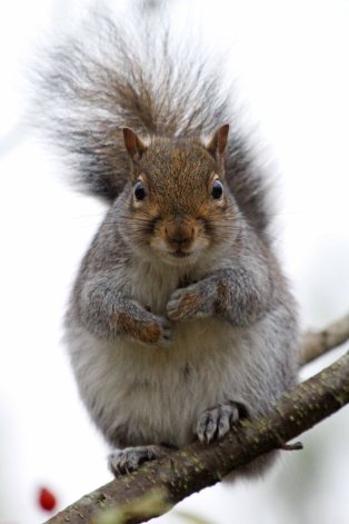 191205 grey squirrel (2)