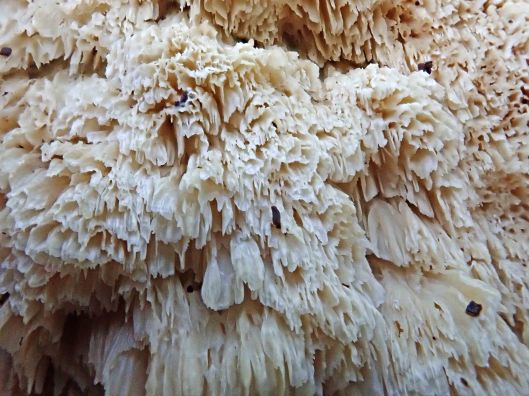 Toothed crust Forest Farm 191108 (3)