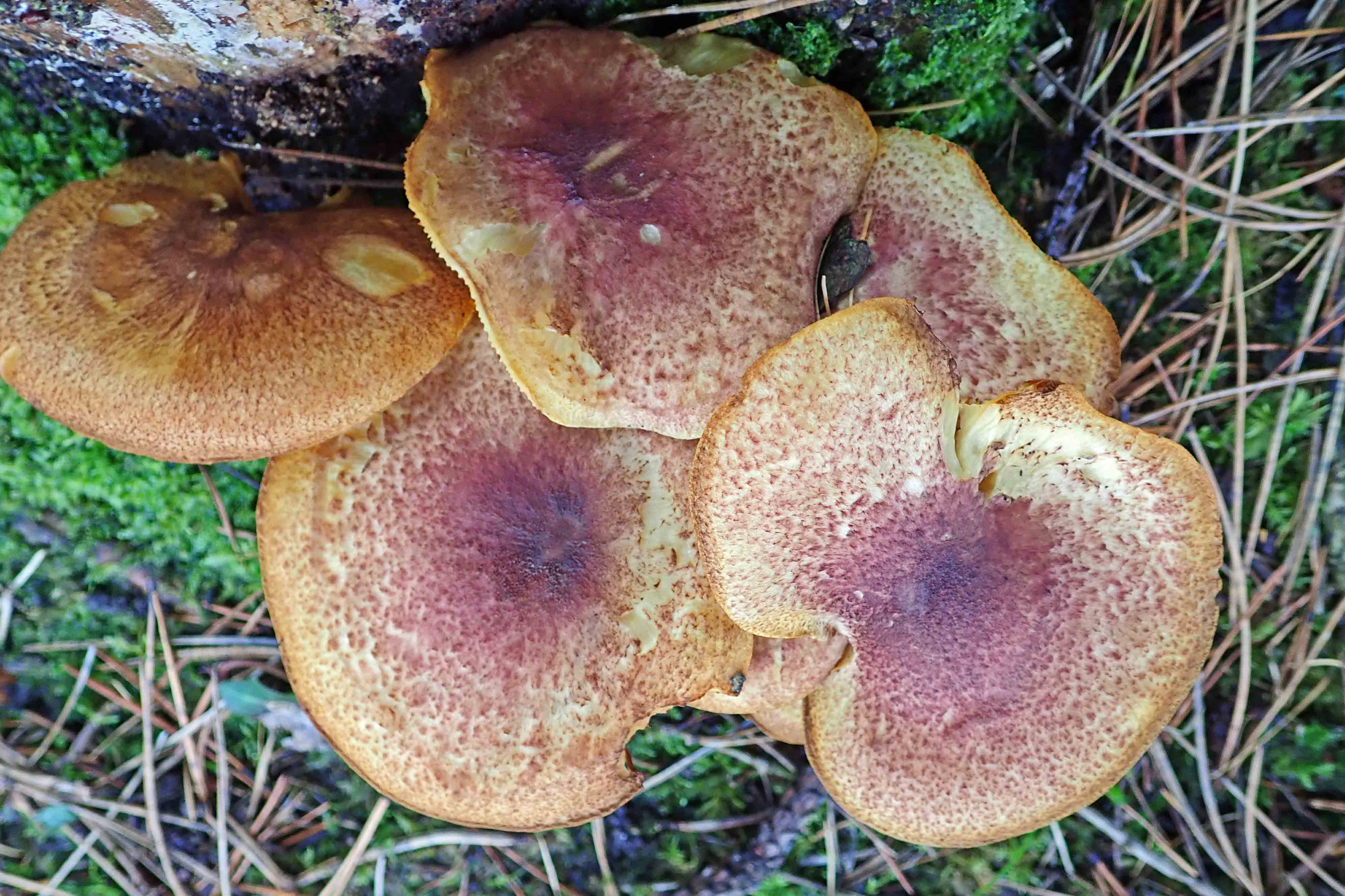 191206 plums and custard (6)