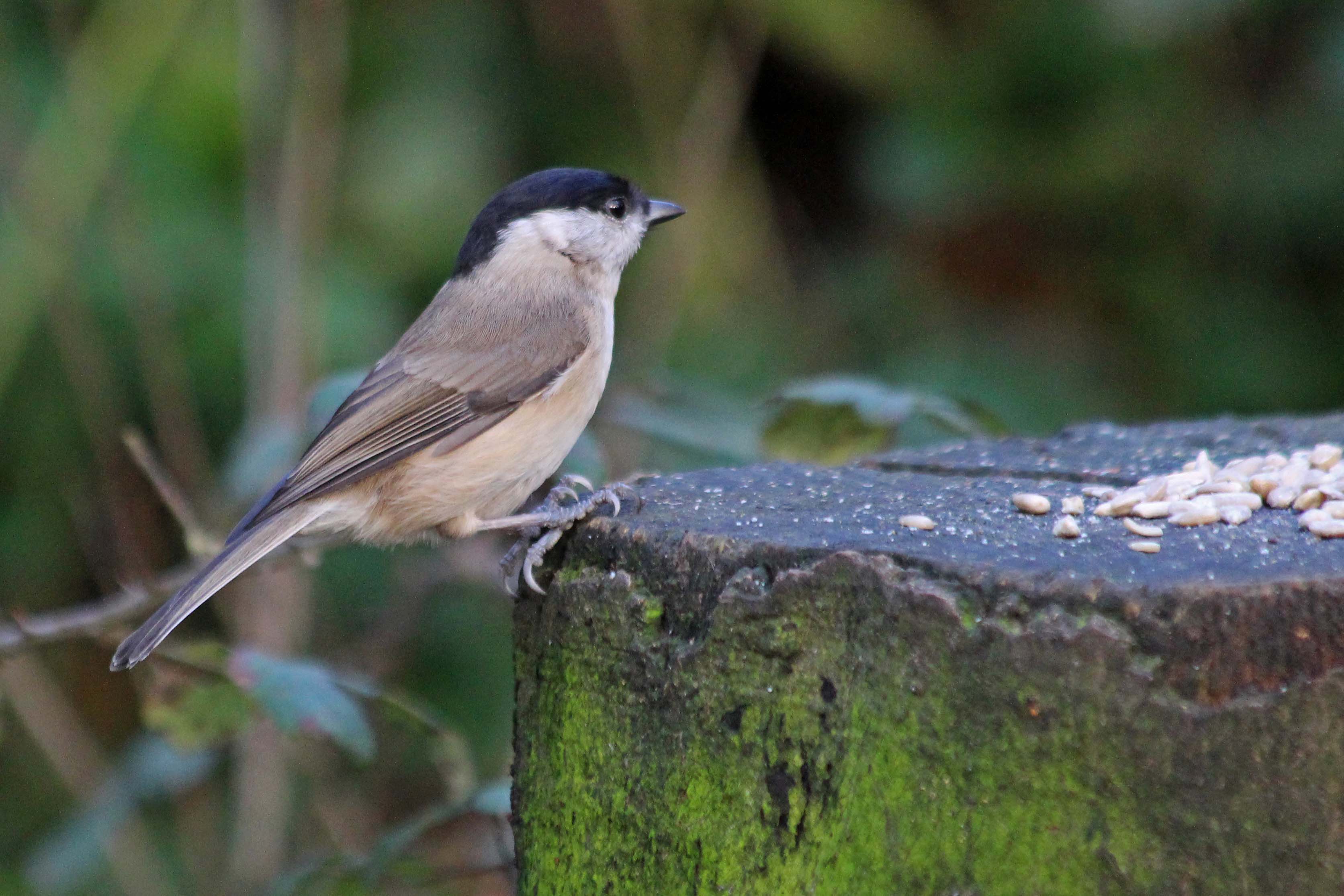 191207 Marsh tit (2)