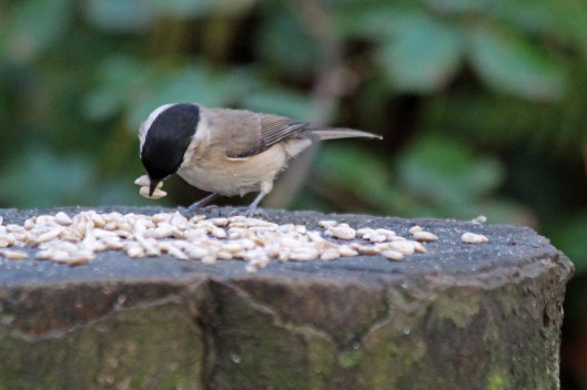 191207 Marsh tit (3)