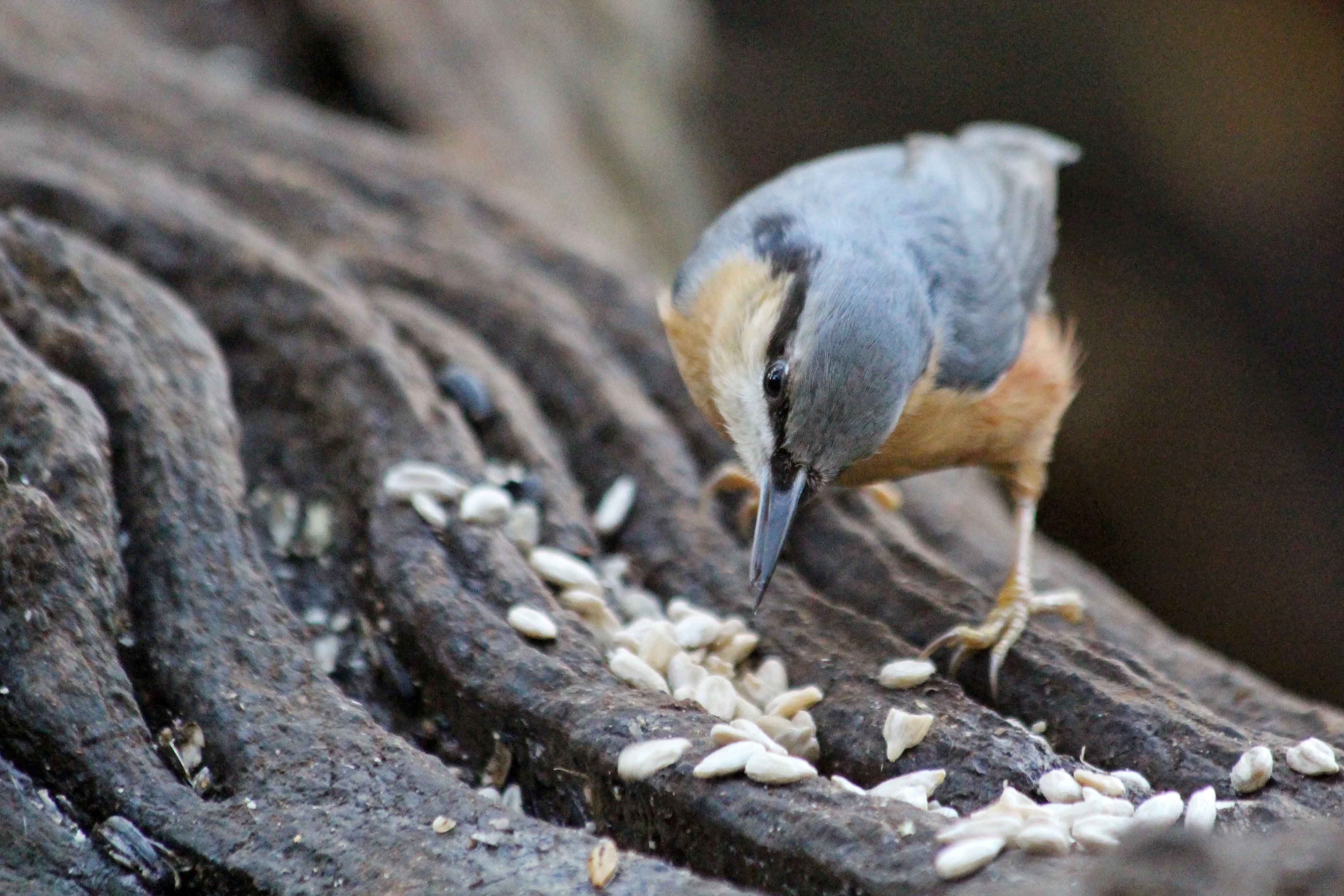 191209 nuthatch (2)