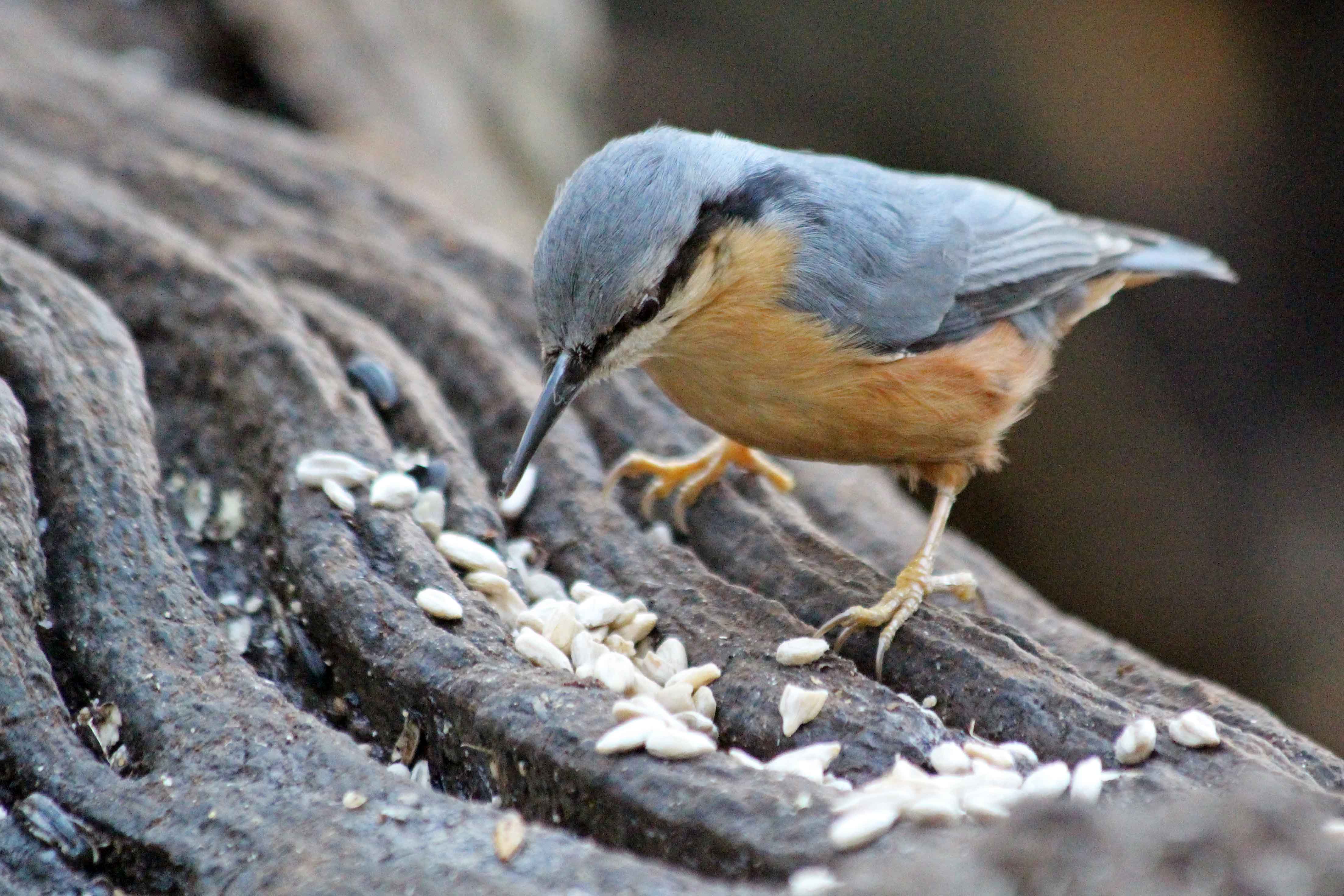 191209 nuthatch (3)