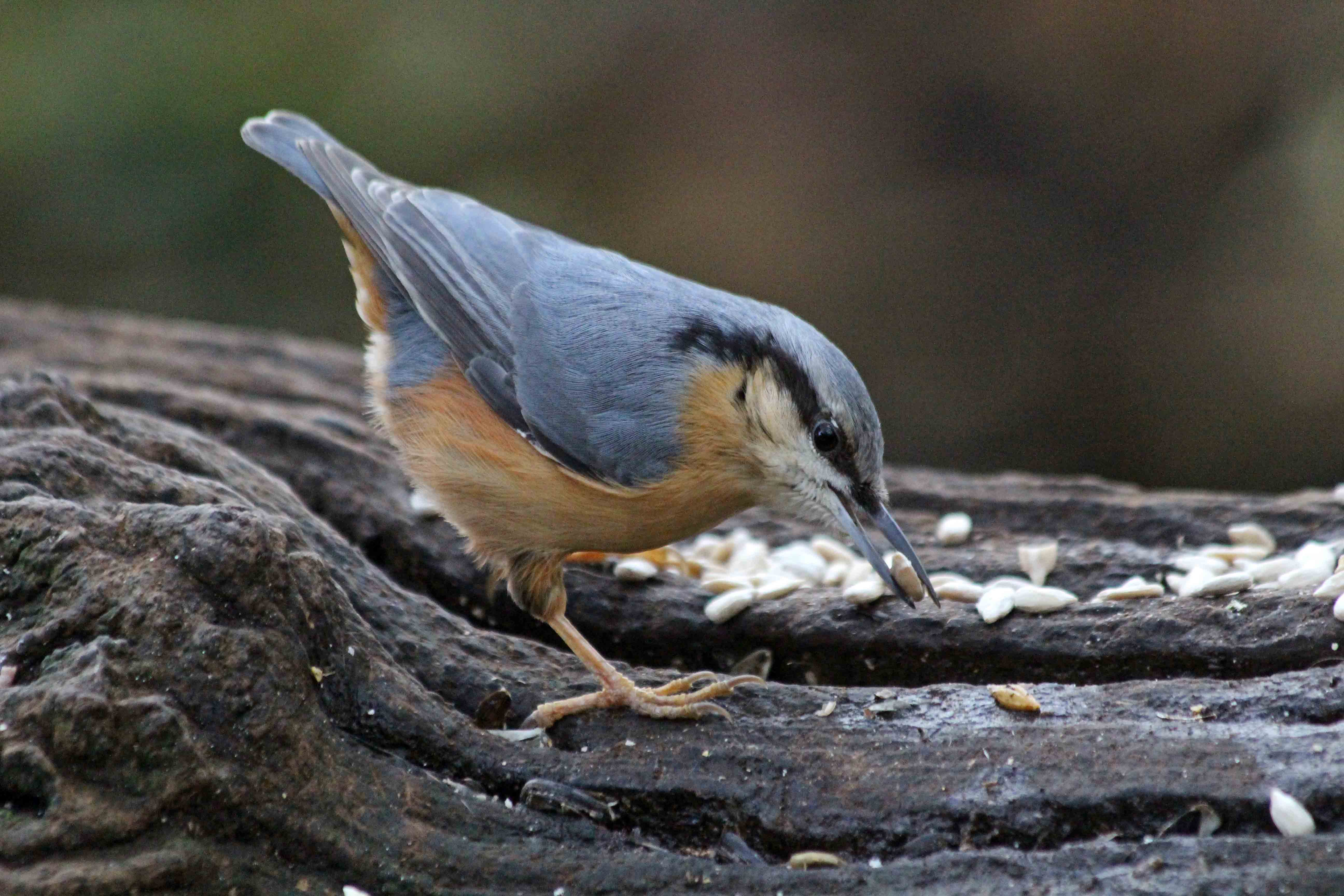 191209 nuthatch (4)