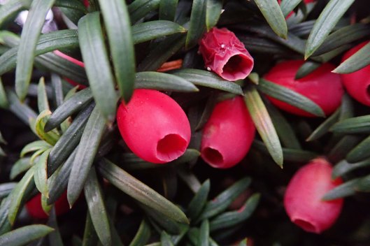 191211 yew berries (1)
