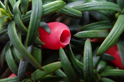 191211 yew berries (2)