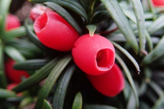191211 yew berries (3)