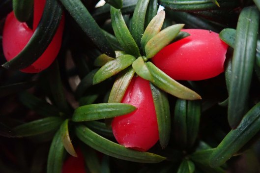 191211 yew berries (4)