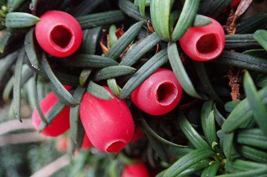 191211 yew berries (5)