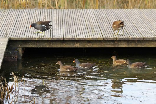 191214 moorhen family (1)