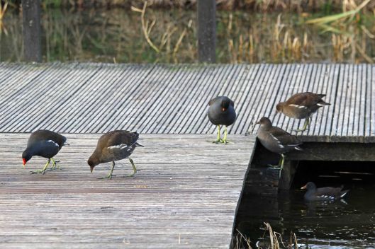 191214 moorhen family (2)