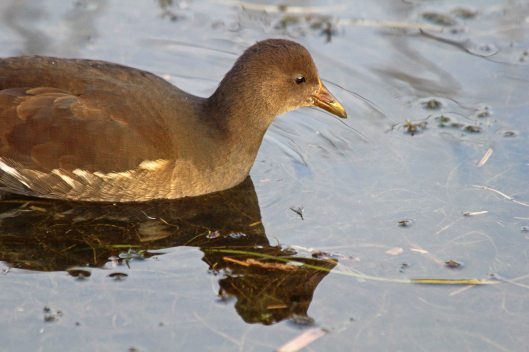 191214 moorhen family (4)