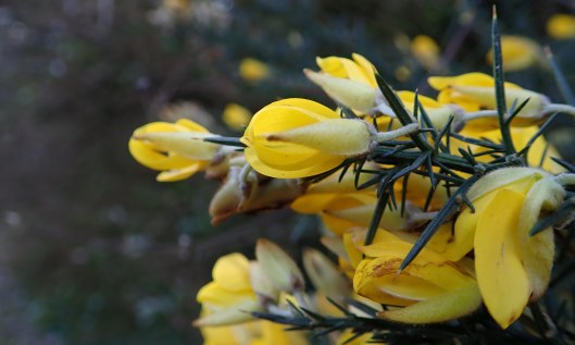 191215 gorse sp