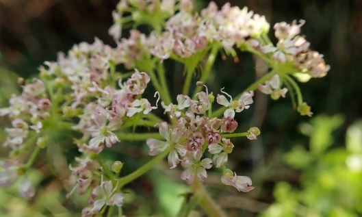 191215 Hemlock water dropwort