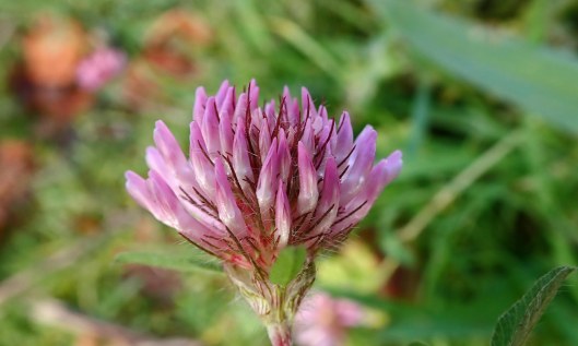 191215 red clover