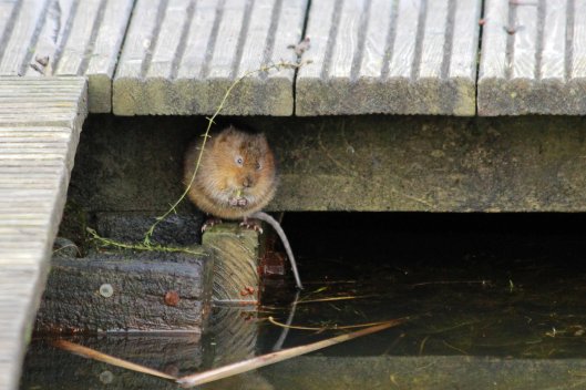 191216 water vole (1)