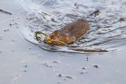 191216 water vole (4)