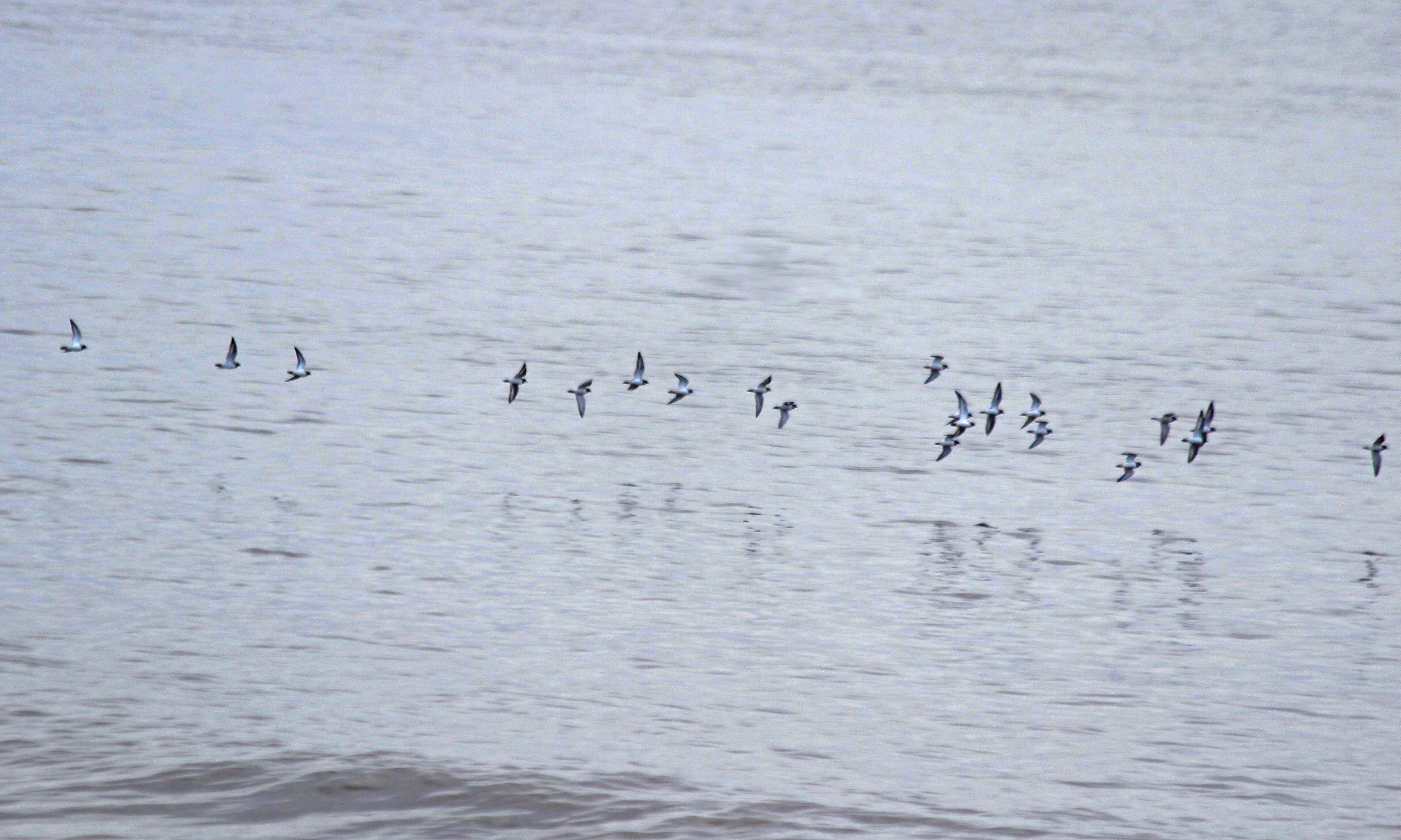 191217 sully birds (1)