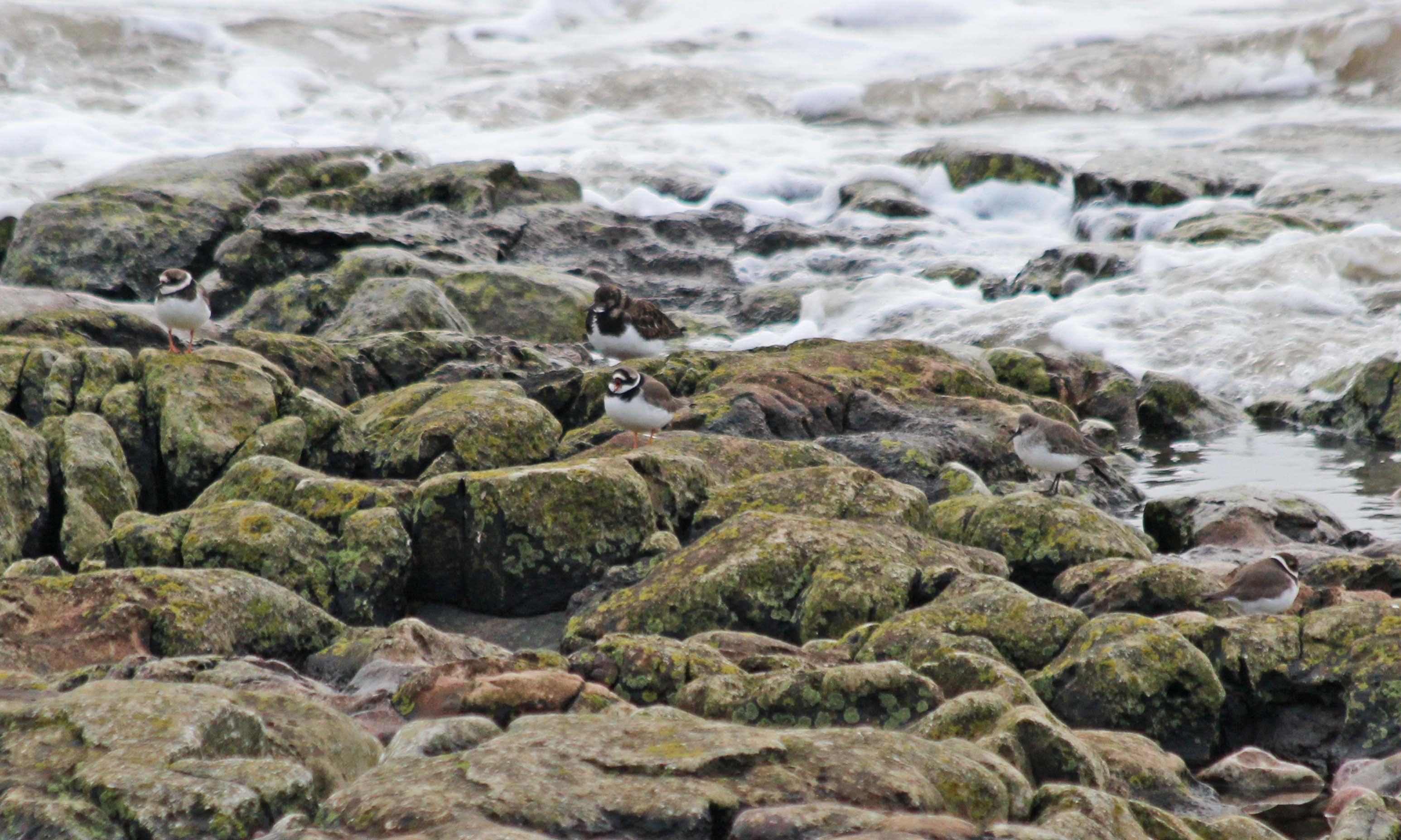 191217 sully birds (3)