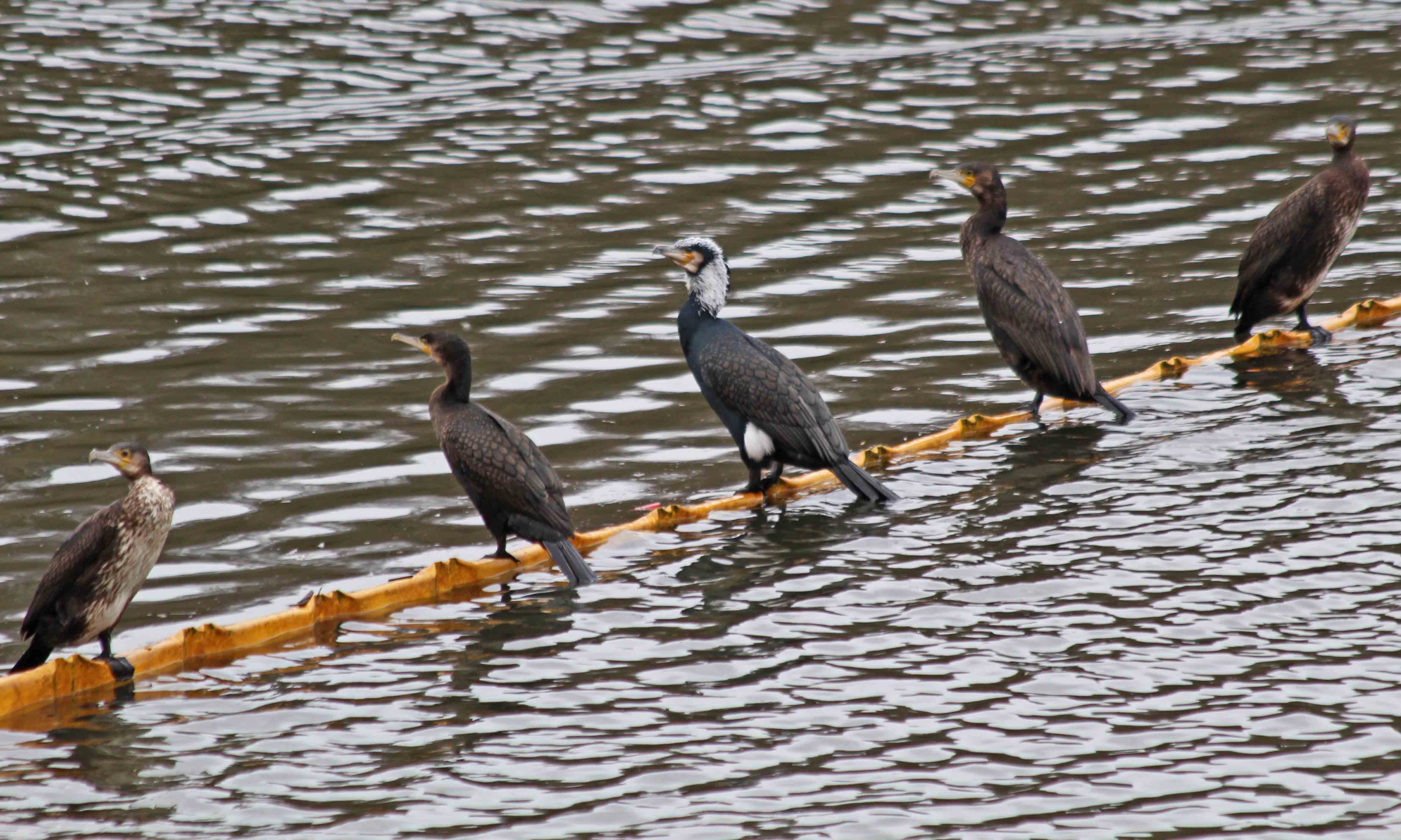 191220 cormorant (1)