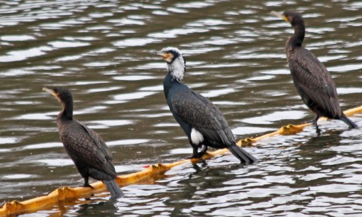 191220 cormorant (2)