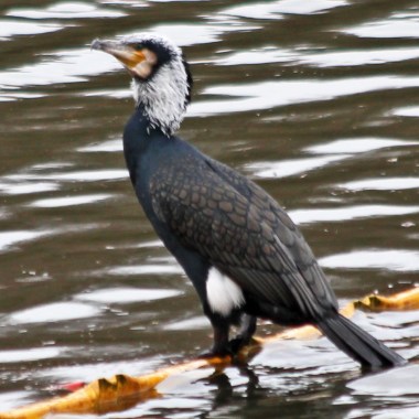 191220 cormorant (3)