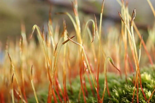 191224 moss (3)