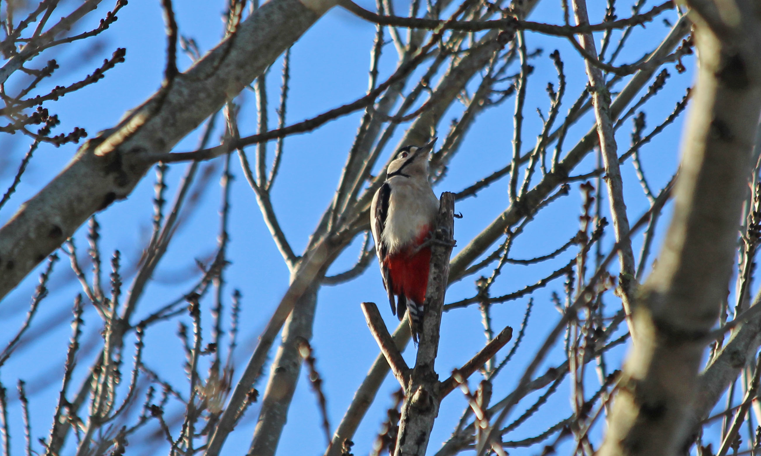 191226 6 great spotted woodpecker