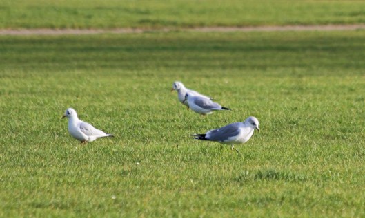 191226 9 common gull