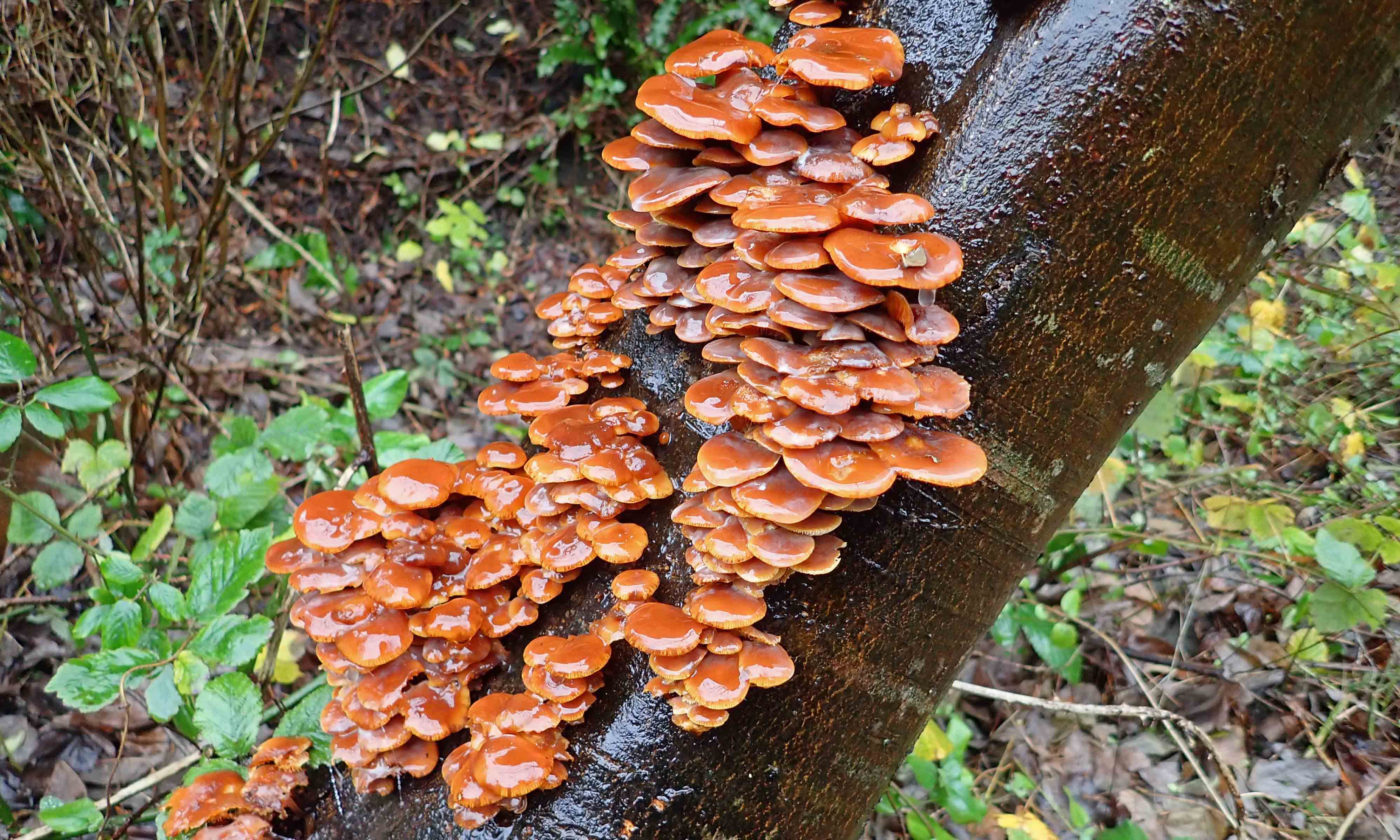 191227 velvet shanks (1)