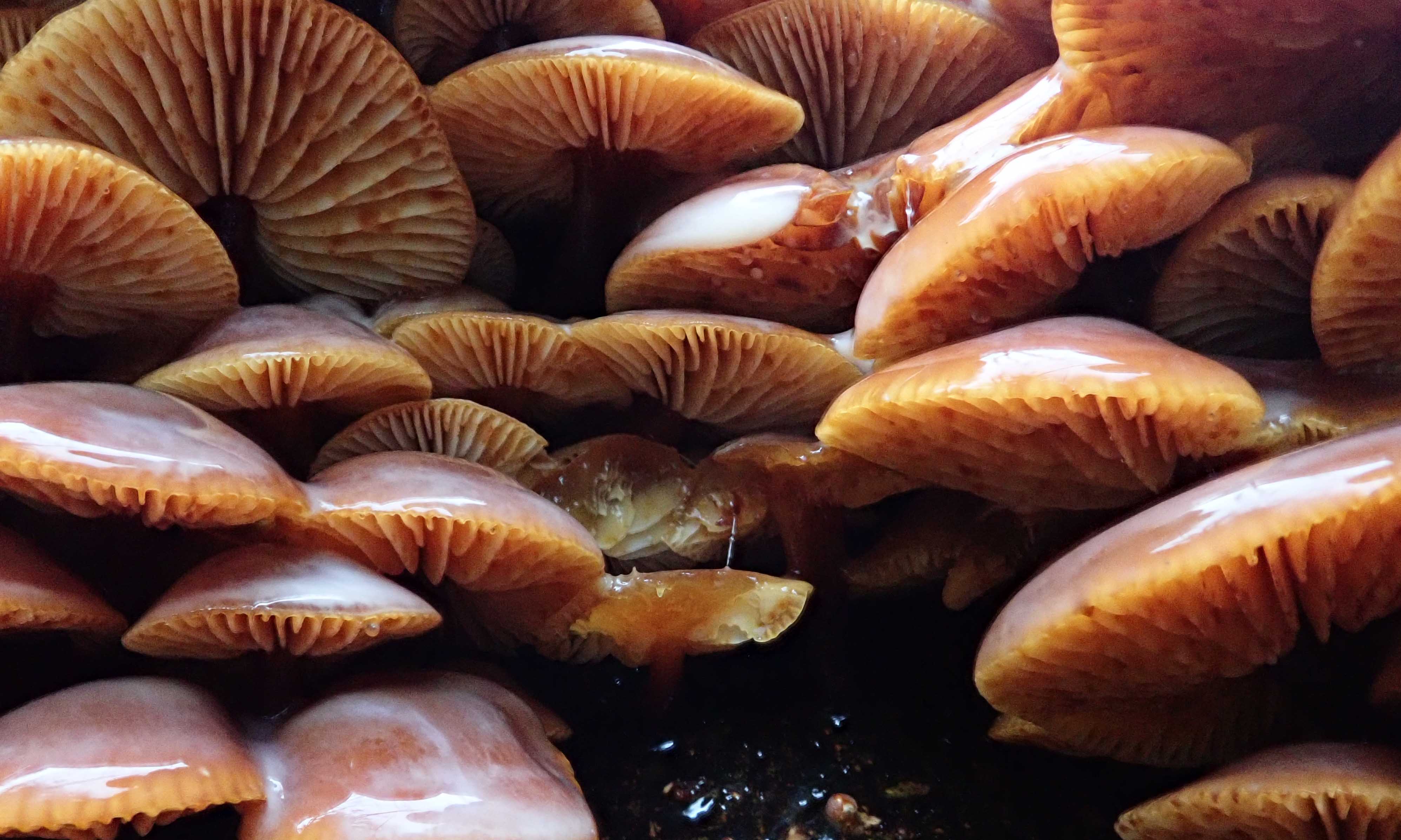 191227 velvet shanks (2)